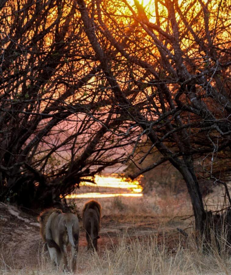 Leopard Hills Private Game Reserve サビ・サンド動物保護区 エクステリア 写真