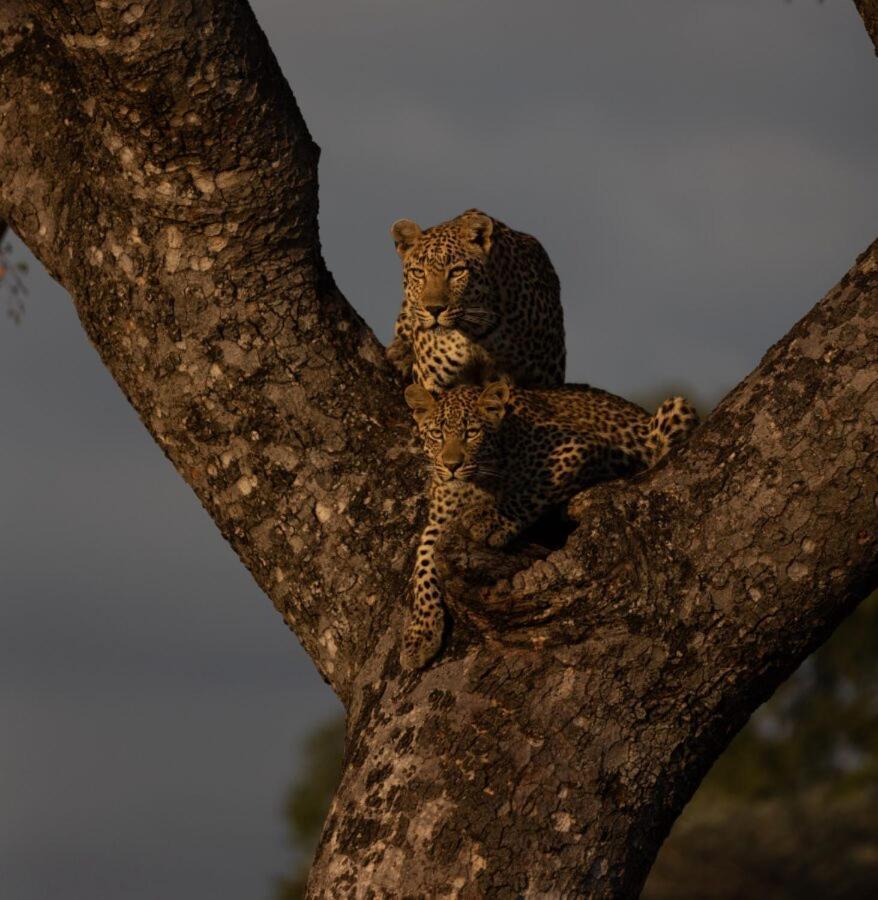Leopard Hills Private Game Reserve サビ・サンド動物保護区 エクステリア 写真