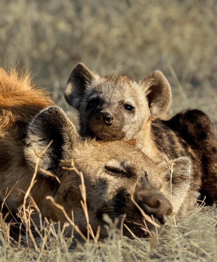 Leopard Hills Private Game Reserve サビ・サンド動物保護区 エクステリア 写真