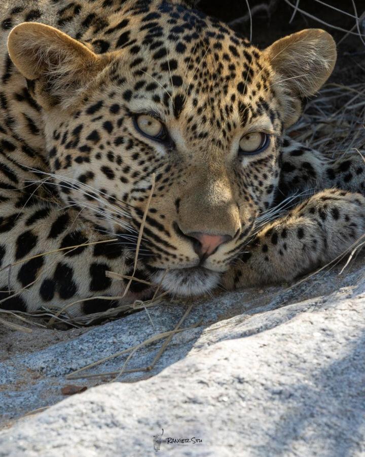 Leopard Hills Private Game Reserve サビ・サンド動物保護区 エクステリア 写真