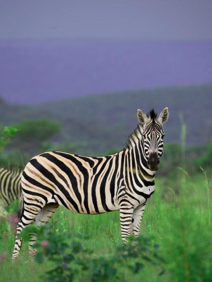 Leopard Hills Private Game Reserve サビ・サンド動物保護区 エクステリア 写真