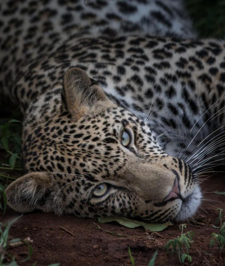 Leopard Hills Private Game Reserve サビ・サンド動物保護区 エクステリア 写真