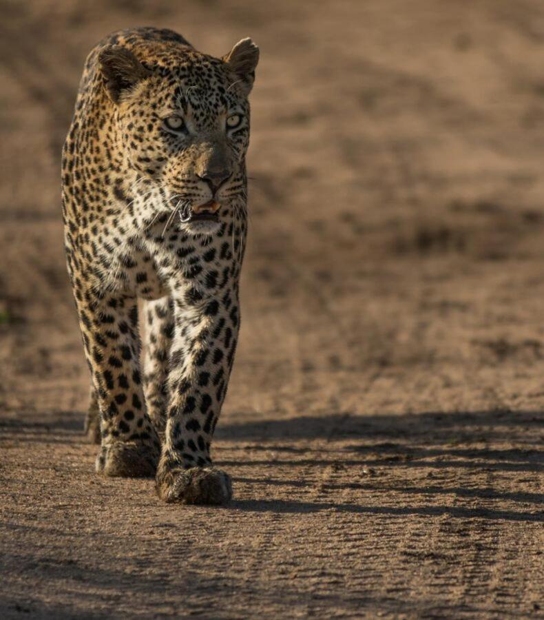 Leopard Hills Private Game Reserve サビ・サンド動物保護区 エクステリア 写真