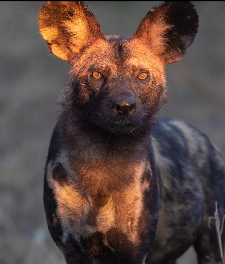 Leopard Hills Private Game Reserve サビ・サンド動物保護区 エクステリア 写真