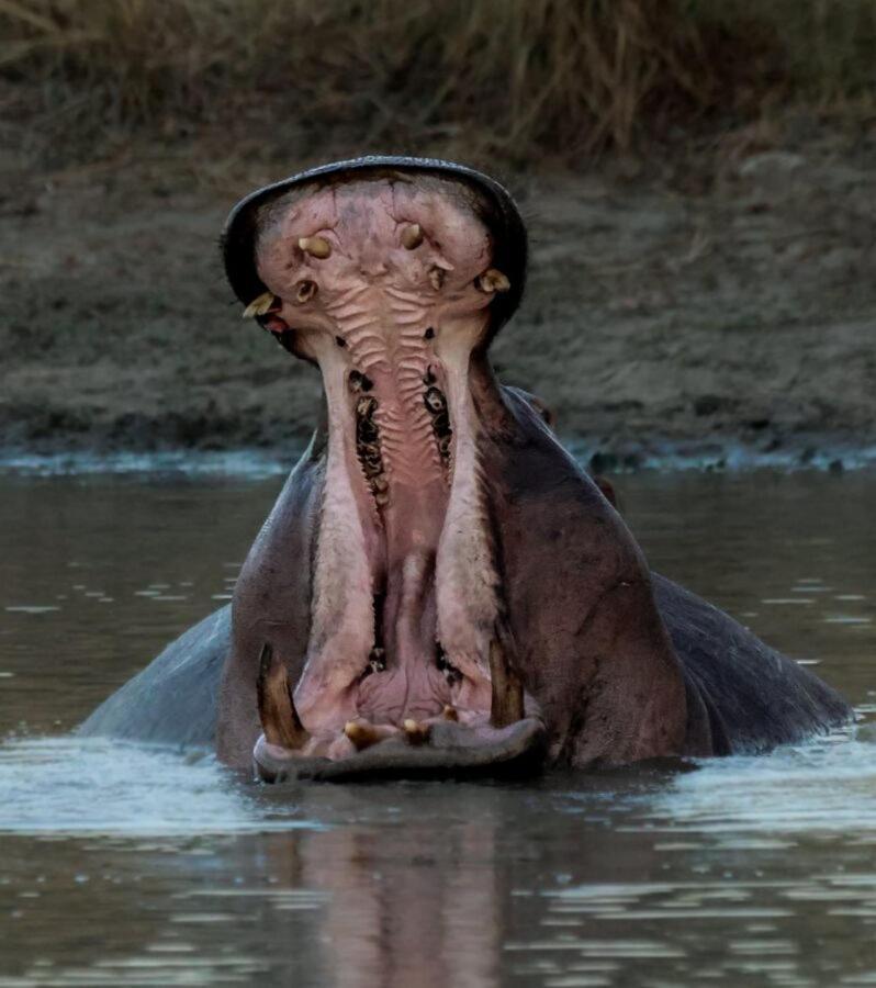Leopard Hills Private Game Reserve サビ・サンド動物保護区 エクステリア 写真
